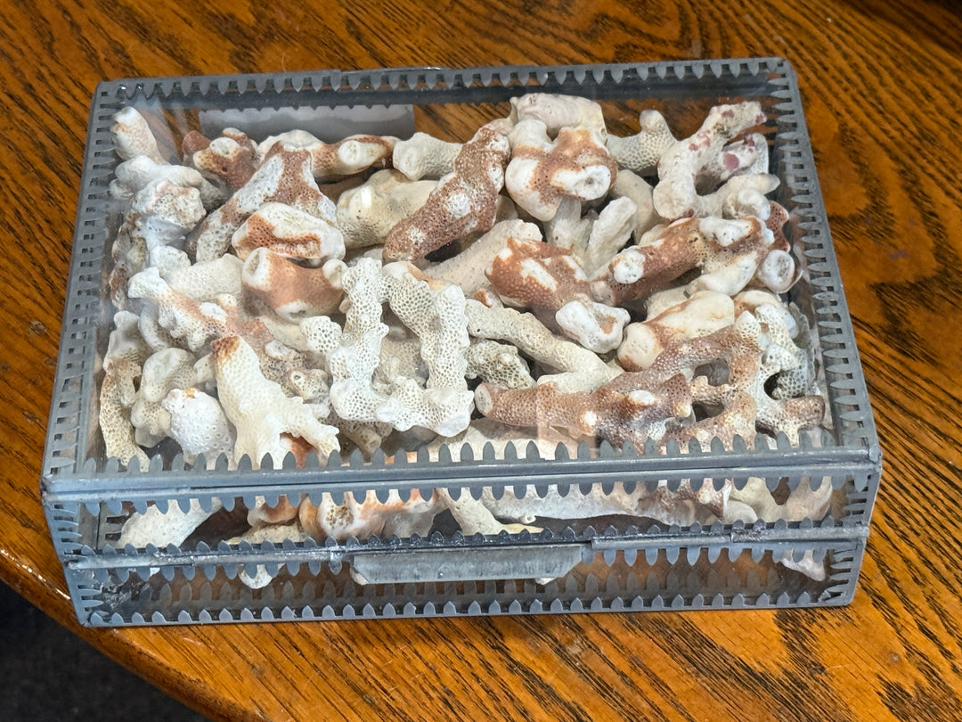 Glass Display Box Filled w/Coral  8" x 6"