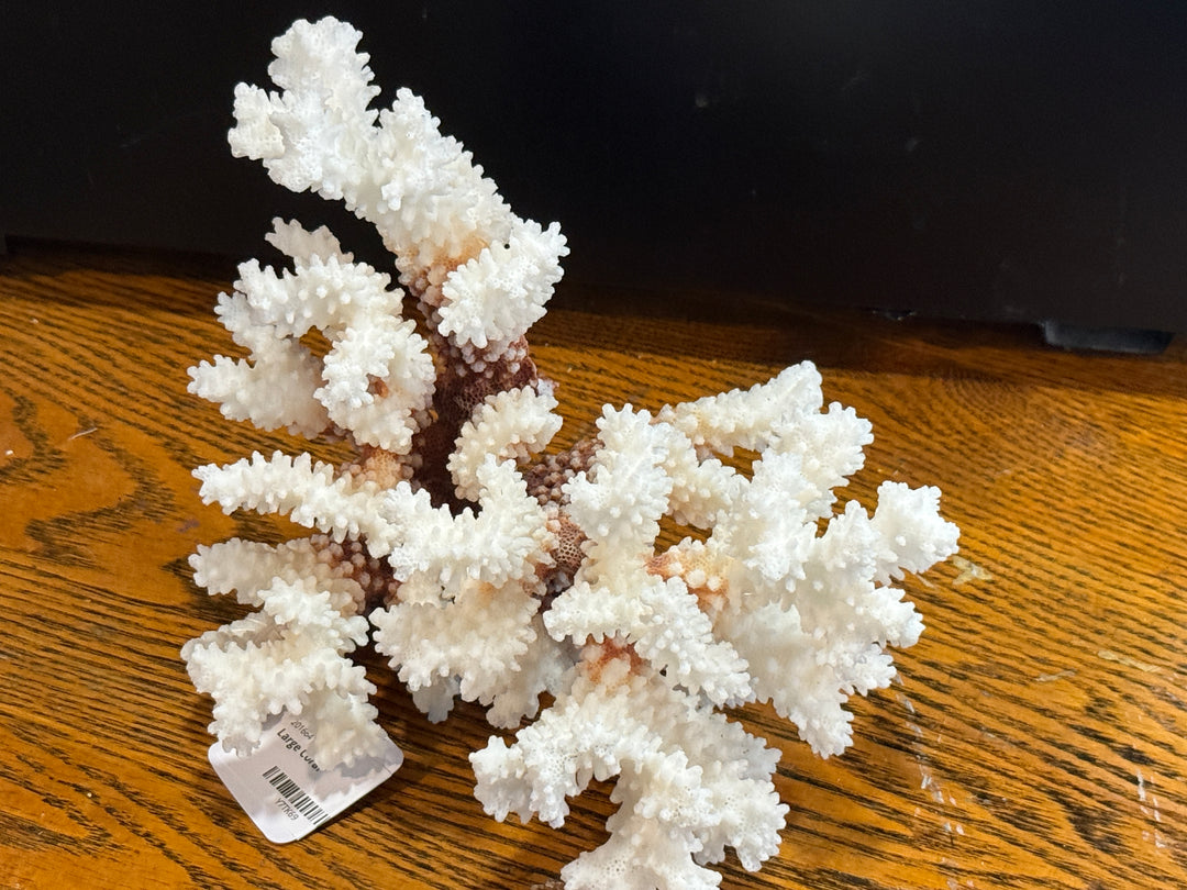 Clearance - Coral 8"