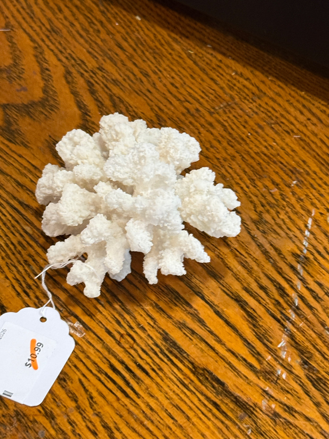 Clearance - Coral 5"